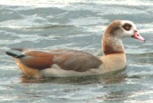 Egyptian Goose