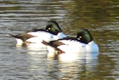 Goldeneye