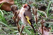 Goldfinch