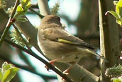 Greenfinch