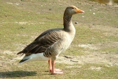 Greylag Goose