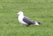 Herring Gull