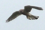 Kestrel