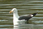 Lesser Black-backed Gull