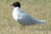 Mediterranean Gull