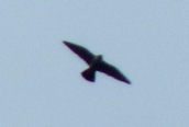 Peregrine