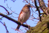 Redwing