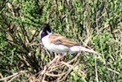 Reed Bunting