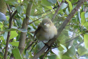 Reed Warbler