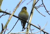 Siskin