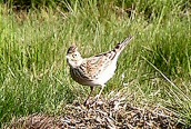 Sky Lark
