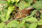 House Sparrow