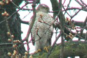 Sparrowhawk