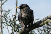 Starling