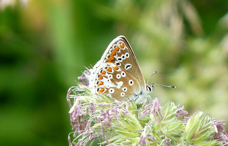 Brown Argus