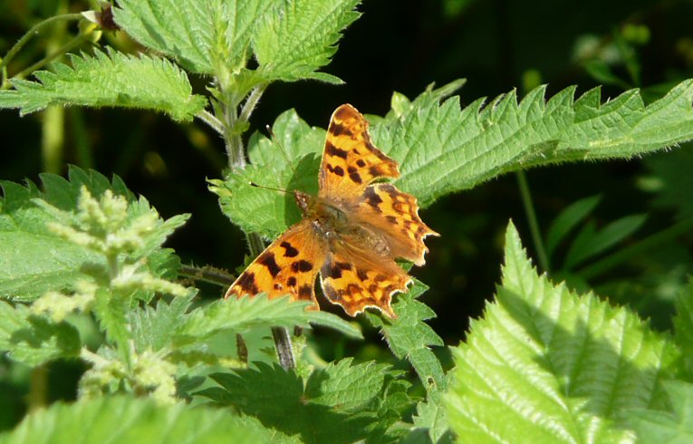 Comma