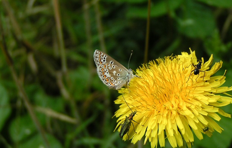 Common Blue