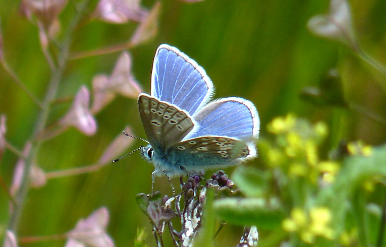 Common Blue (male)