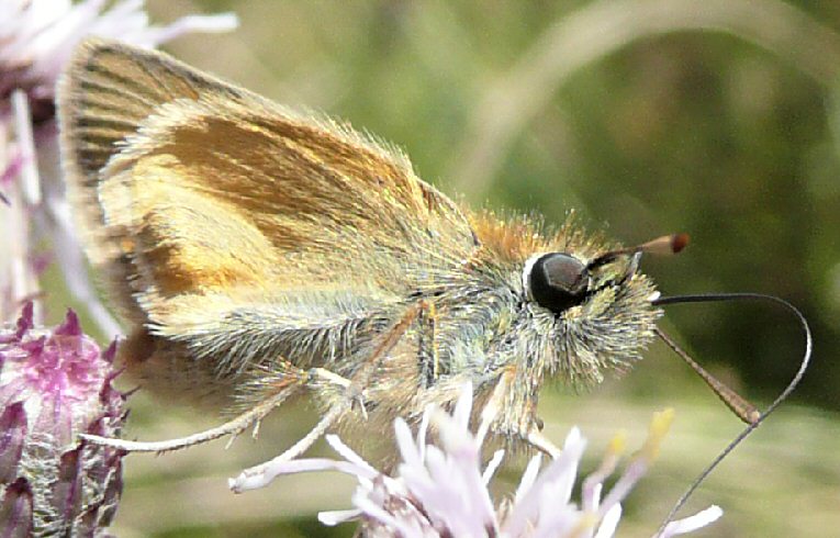 Essex Skipper