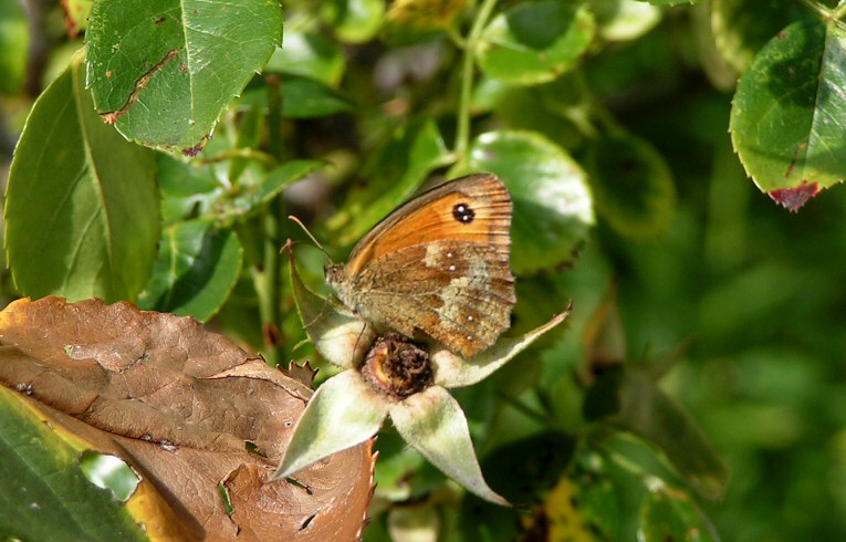 Gatekeeper