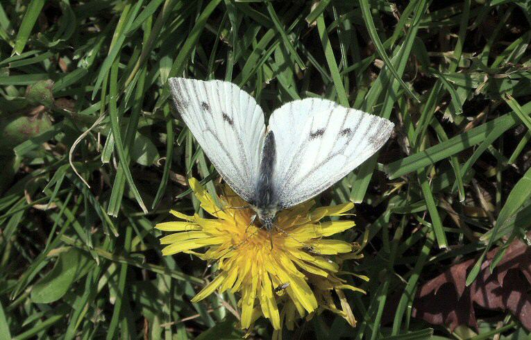 Green-veined White