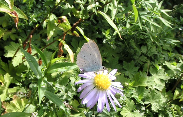 Holly Blue