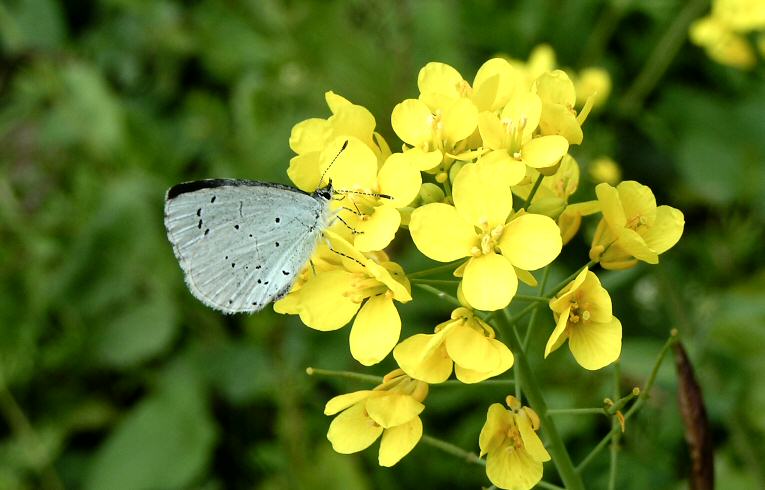 Holly Blue