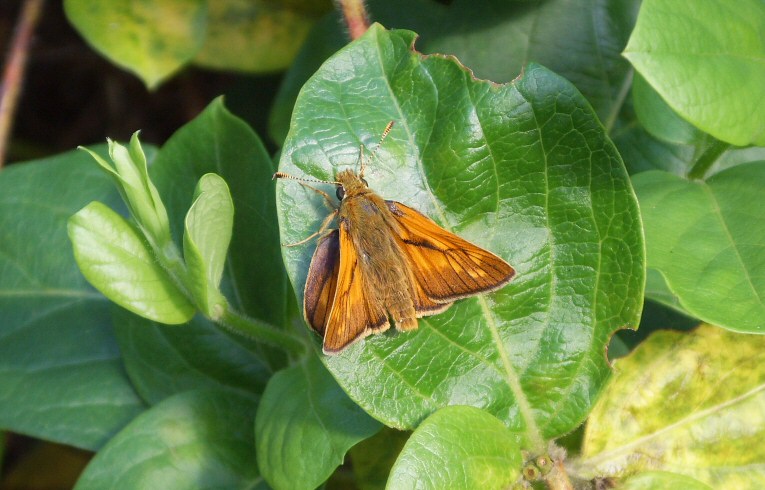 Large Skipper