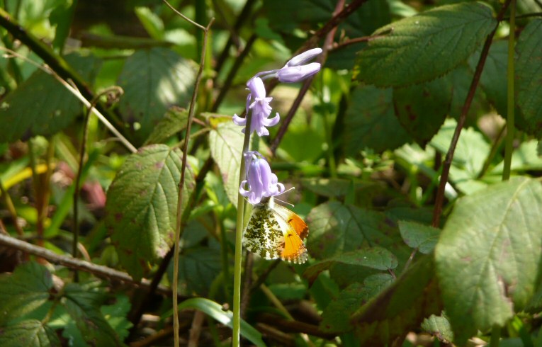 Orange Tip