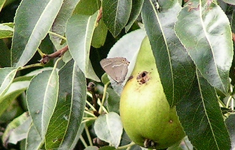 Purple Hairstreak