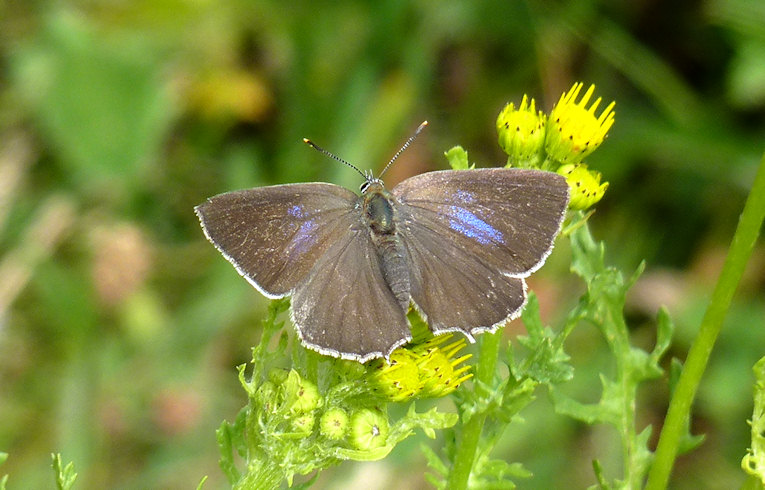 Purple Hairstreak