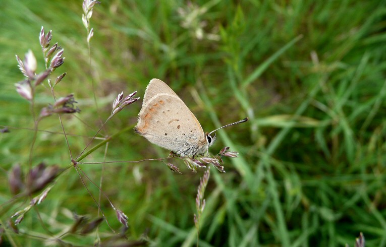 Small Copper