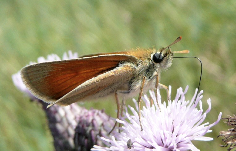 Small Skipper