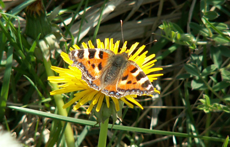 Small Tortoiseshell