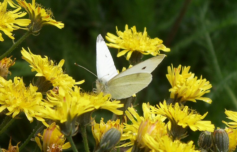 Small White