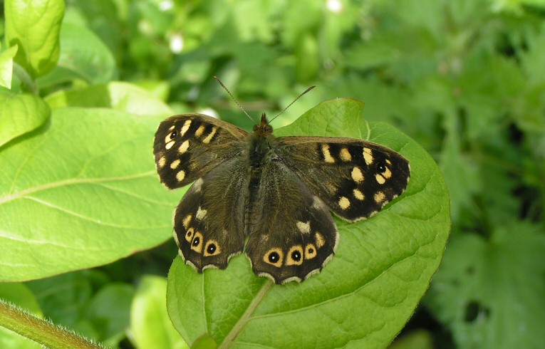 Speckled Wood