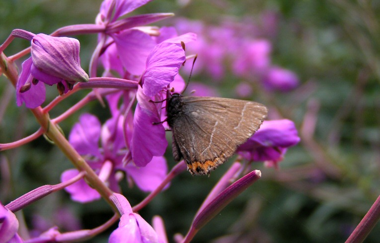 White-letter Hairstreak