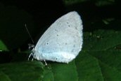 Holly Blue