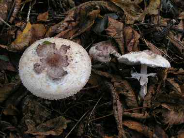 Parasol Mushrooms (Macrolepiota sp.)