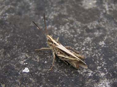 Common Field Grasshopper (Chorthippus brunneus)