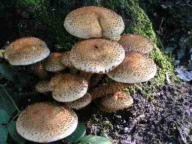 Shaggy Pholiota (Pholiota squarrosa)