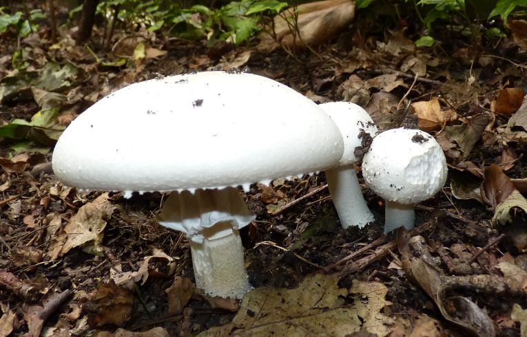 Agaricus arvensis