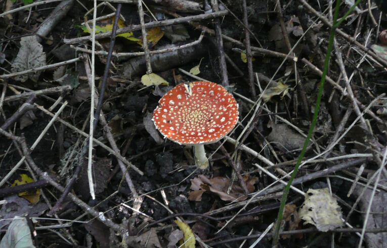 Amanita muscaria