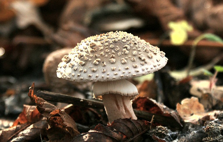 Amanita pantherina