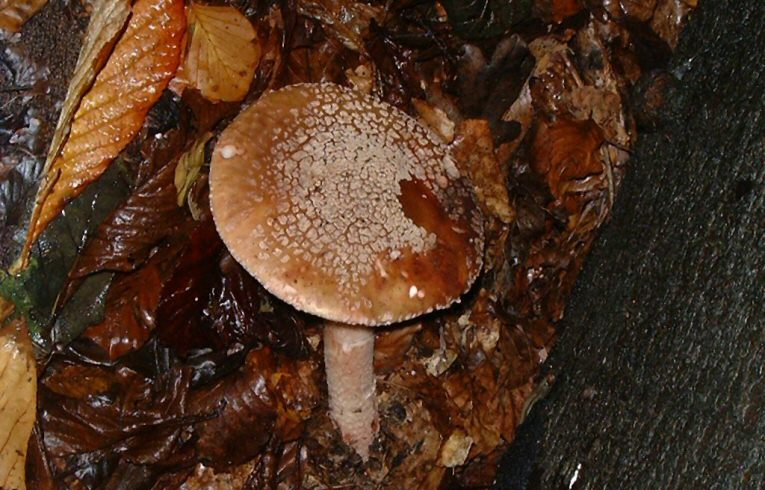 Amanita rubescens