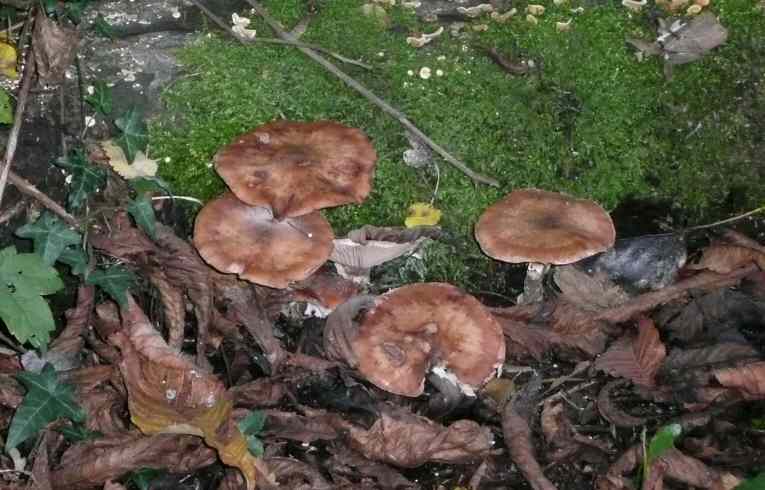 Armillaria mellea