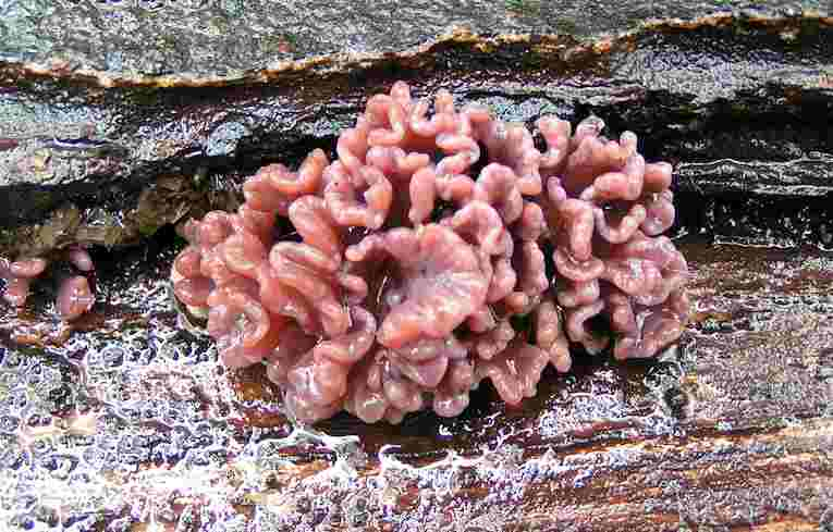Ascocoryne sarcoides