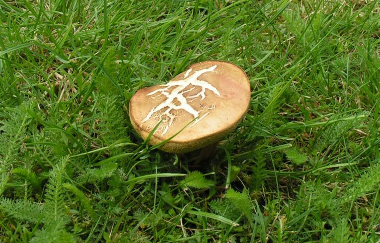 Boletus chrysenteron