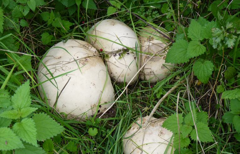 Calvatia gigantea