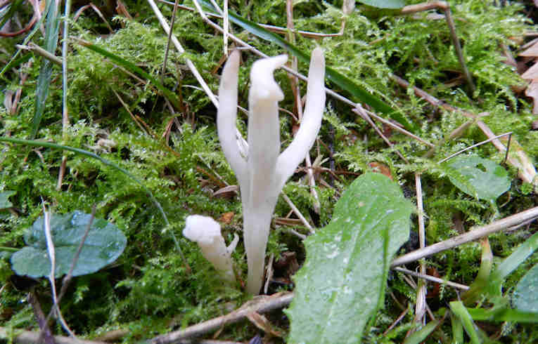 Clavulina (rugosa?)